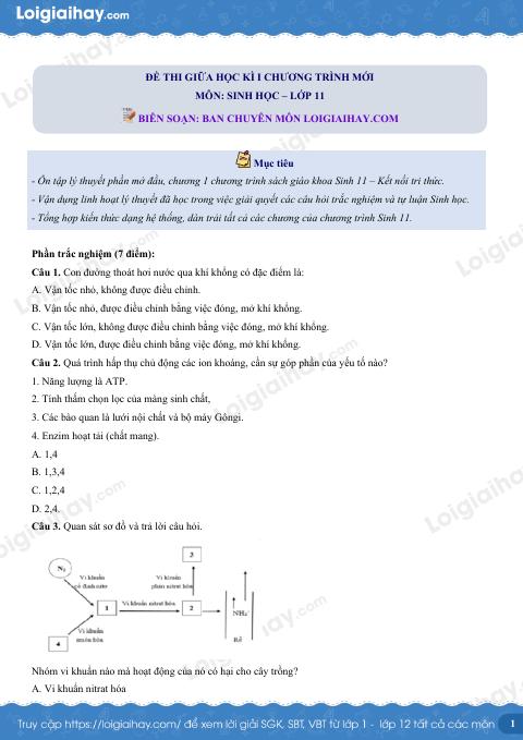 Đề thi giữa kì 1 Sinh 11 Kết nối tri thức - Đề số 5